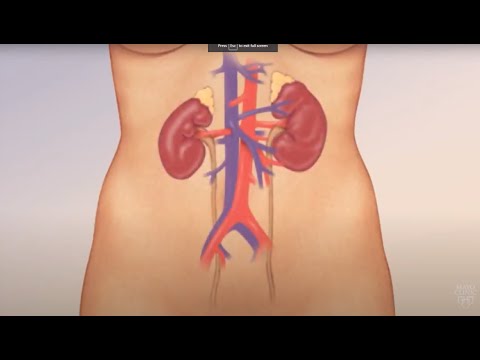 Watch How Kidneys Actually Work